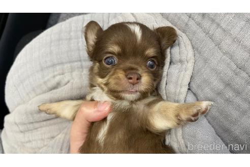 成約済の兵庫県のチワワ(ロングコート)-207429の10枚目